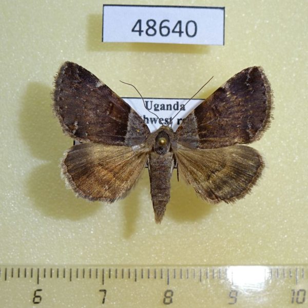 Noctuidae sp. Uganda