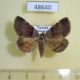 48640p-Noctuidae-sp.-Uganda-8