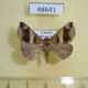 48641p-Noctuidae-Dysgonia-derogans-Uganda-10