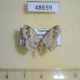 48659p-Geometridae-Scopula-stephanitis-Uganda-6