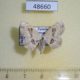 48660p-Geometridae-Problepsis-virginalis-f-Uganda-8