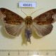 48681p-Noctuidae-Ophiusa-pseudotirhaca-Uganda-15