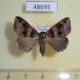 48695p-Noctuidae-Dysgonia-angularis-Uganda-8