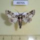 48705p-Noctuidae-Eutelia-leucographa-Uganda-7
