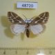 48720p-Arctiidae-Galtara-turlini-Uganda-7