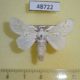 48722p-Notodontidae-Desmeocraera-decorata-Uganda-10