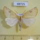 48725p-Geometridae-Terpnostola-propinqua-Uganda-9