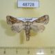 48728p-Noctuidae-Pirateolea-argocyma-Uganda-8