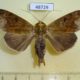48729p-Noctuidae-Ophiusa-pseudotirhaca-Uganda-15