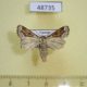 48735p-Noctuidae-Pirateolea-argocyma-Uganda-9