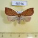 48746p-Noctuidae-Macrochthonia-fervens-f-Primorye-4
