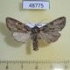 48775p-Noctuidae-Lacanobia-thalassina-Krasnoyarsk-reg.-4