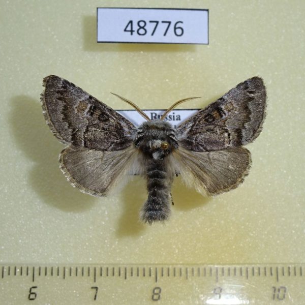 Noctuidae Colocasia coryli Krasnoyarsk reg.
