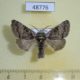 48776p-Noctuidae-Colocasia-coryli-Krasnoyarsk-reg.-4