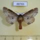 48783p-Notodontidae-Odonthosia-carmelita-Krasnoyarsk-reg.-7
