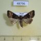 48796p-Noctuidae-Euplexia-lucipara-Krasnoyarsk-reg.-3