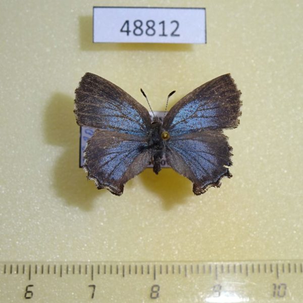 Lycaenidae Ahlbergia frivaldszkyi f Krasnoyarsk reg.