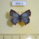 48812p-Lycaenidae-Ahlbergia-frivaldszkyi-f-Krasnoyarsk-reg.-6