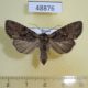 48876p-Noctuidae-Lacanobia-thalassina-f-Krasnoyarsk-reg.-5
