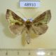 48910p-Noctuidae-Diachrysia-stenochrysis-Primorye-5