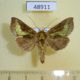 48911p-Noctuidae-Diachrysia-stenochrysis-Primorye-5