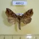 48912p-Noctuidae-Polychrysia-splendida-Primorye-6