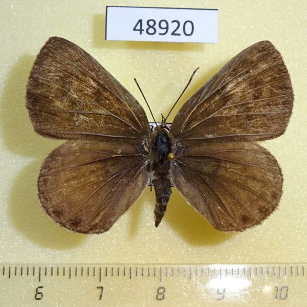 Lycaenidae Niphanda fusca f Primorye