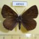 48969p-Lycaenidae-Niphanda-fusca-f-Primorye-6