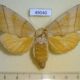 49040p-Notodontidae-Euchampsonia-cristata-f-Primorye-10