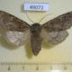 49072p-Noctuidae-Dasypolia-templi-Khakassia-rep.-12