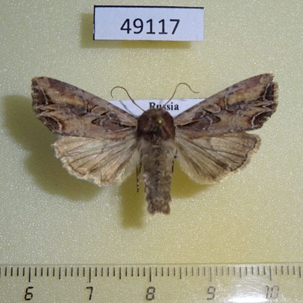 Noctuidae Lacanobia suasa Tyva rep.