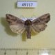 49117p-Noctuidae-Lacanobia-suasa-Tyva-rep.-4