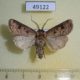49122p-Noctuidae-Agrotis-clavis-amurensis-Tyva-rep.-5