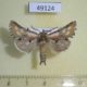 49124p-Notodontidae-Pterotes-eugenia-Tyva-rep.-20