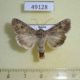 49128p-Noctuidae-Hadula-trifolii-Tyva-rep.-5