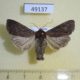 49137p-Noctuidae-Lacanobia-suasa-f-Khakassia-rep.-5