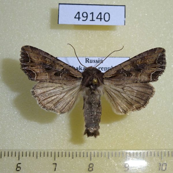 Noctuidae Lacanobia suasa Khakassia rep.
