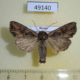 49140p-Noctuidae-Lacanobia-suasa-Khakassia-rep.-5