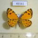 49161p-Geometridae-Stamnodes-danilovi-Khakassia-rep.-20