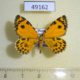 49162p-Geometridae-Stamnodes-danilovi-Khakassia-rep.-20