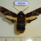 49244p-Sphingidae-Sphecodina-caudata-Primorye-20
