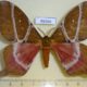 49266p-Saturniidae-Urota-melichari-Uganda-50
