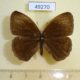 49270p-Satyridae-Bicyclus-funebris-Uganda-3