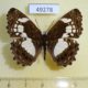 49278p-Nymphalidae-Neptidopsis-ophione-Uganda-8