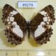 49279p-Nymphalidae-Neptidopsis-ophione-Uganda-8