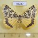 49287p-Geometridae-Rhodophthitus-tricoloraria-Uganda-18