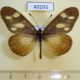 49293p-Nymphalidae-Acraea-lycoa-Uganda-7