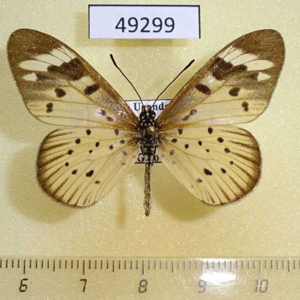 Nymphalidae Acraea encedon Uganda
