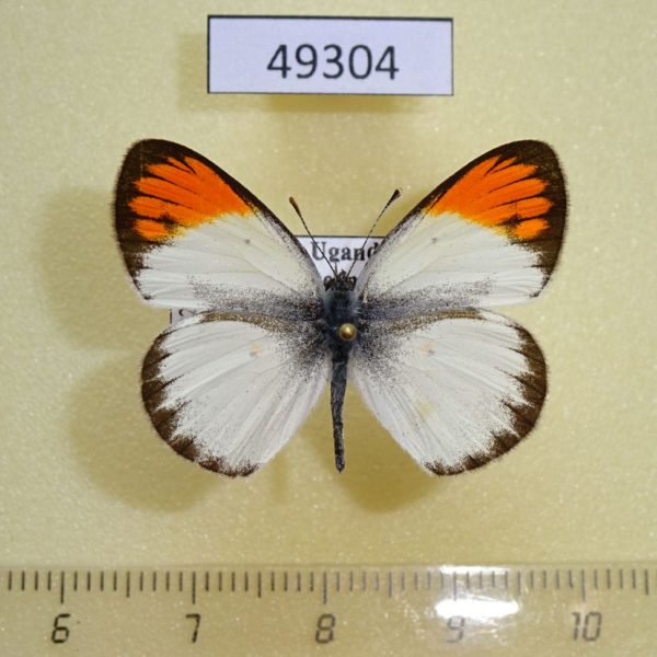 Pieridae Colotis sp. evagore Uganda