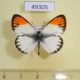 49305p-Pieridae-Colotis-sp.-evagore-Uganda-12